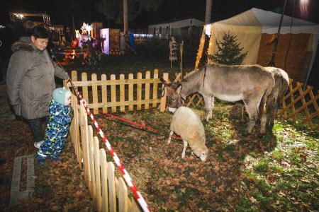 Božiček in žive jaslice (36)